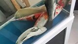 震撼鱼群集体沉睡，主人轻敲鱼缸唤醒