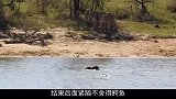 这头野牛太倒霉了！遇到狮子和鳄鱼的前后夹击，结局却令人意外！
