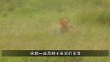 狮子发现个洞穴，险些被拉进去，最后挣扎半天拉出一个大家伙！