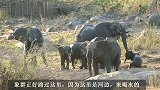 沙河狮群：捕获野牛后，象群找茬，狮群四散而逃