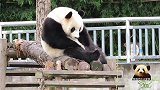 漂亮的熊猫辉辉手臂托腮思考熊生，尽显忧郁之美，网友：要成精？