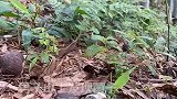 男子山上发现菌子，守株待兔等待成熟