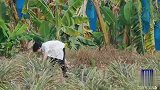 郭麒麟下地摘菠萝，对张静怡这番话暴露涵养了