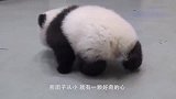 出不去的大熊猫，突然转身面对游客，摆了一个搞笑的pose