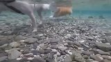 柯基：那个这水深不深啊，前面的狗：不深