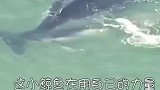 妈妈被海浪冲上岸，小鲸鱼奋力想将妈妈推回大海，结局令人感动