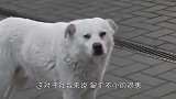 主人出门忘记关门，流浪狗冲进居民家里行凶，宠物狗被流浪狗叼走