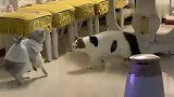 谁知道这家伙说的什么……