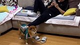 这才是狗子的正确用处，你们学会了吗
