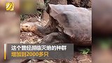 凭一己之力拯救种群！百岁雄龟50年繁育800只幼龟
