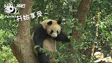 30秒  熊猫挂树上演”挠痒痒“功夫