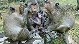 猴妈妈依然无怨无悔的照顾着已经长大的猴宝宝！
