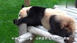 大熊猫：找到好姿势，才能睡得香！这睡姿笑喷了