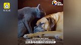 猫狗组成温暖家庭，照顾失明猫咪