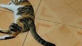 猫：我才不抓老鼠，它又没欺负我！