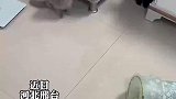 主人质问猫狗谁打翻了垃圾桶，狗狗心虚瑟瑟发抖