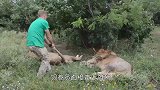狮子死活不肯进铁笼，男子踢了狮子一脚，下一秒狮子回头了！