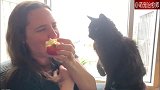主人在吃苹果，猫咪也想要抢着吃，猫咪：礼貌？不存在的！