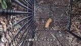 为找回走丢的蓝猫团团，捕猫诱饵再次升级，找到团团希望越来越大