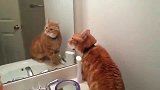 猫咪跟镜子里的自己吵架，要是主人不把镜子挡起来可以骂一整天