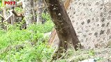 小猴子太缠猴妈，猴妈想尽办法都没有成功，逼得猴妈做出极端举动