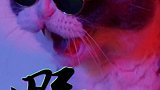 “三年二班那只猫看上去好弱啊！”“不，你没看到他下课后的样子…”萌宠嗨玩季