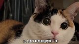 推荐零零后养的猫咪，你选哪只？