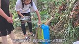 小晨去菜园帮妈妈打农药，这架势还真像那回事，二哥又去偷懒了？