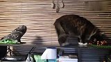 狸花猫：史上最贱的猫头鹰，把我逼的无处可躲，这场面太滑稽了