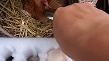 母鸡：急什么急，蛋都还没生出来呢！
