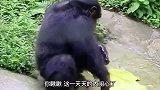 爆笑主人一天天的不干人事儿，就别怪我不干猫事儿了！