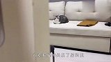 猫咪被主人关进房间里，气的整个猫都不好了，镜头记录爆笑一幕