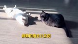 【2只领养猫咪晒太阳】感慨喵生苦短，从被遗弃到重回喵生巅峰