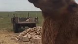 骆驼：我给大伙漩一个