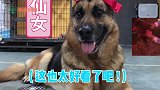 经历千辛万苦，大白猫终于收获了爱情，可惜的是有点“绿”！