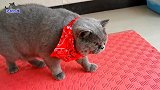 主人把橘猫装扮成狮子，凶猛胖公猫立刻变怂，主人忍不住笑翻