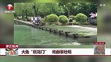 大鱼“跃龙门” 场面很壮观