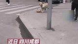 狗狗独自买菜，惊呆路人