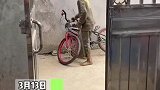广西南宁：男孩推个单车回来，一边一袋鱼