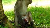 六个月大的猴子，帮忙一只猴子清理它身上的脏物