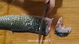 在家教你剁椒砂锅鱼的做法，出锅香气四溢，鲜嫩美味好吃又下饭