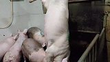 今天宰5头大肥猪卖3头，20一斤会不会被抢了，预感很强烈