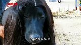 给黑狗戴上假发 黄狗的反应太真实了