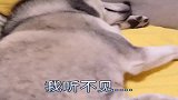一只熟睡的哈士奇能不能叫醒呢，最后呲牙是认真的吗？哈哈