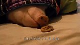 国外出现一头长着人脸的猪，当真相揭开时，网友们坐不住了！_1