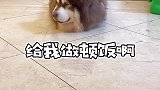 这狗现在还会忽悠人了