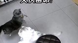 妈妈霸王花，爸爸霸王蛋，小黑，咋想的敢打人家闺女？