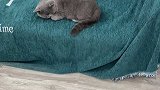 小猫咪真的尿床了？完了完了 沙雕猫咪的日常  萌宠出道计划