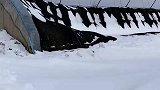 这就是暴雪后的沈阳，大棚被压成这样就是雪灾了