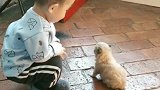 小宝宝第一次见到狗狗，一直好奇的盯着狗狗看，狗狗表情好无奈